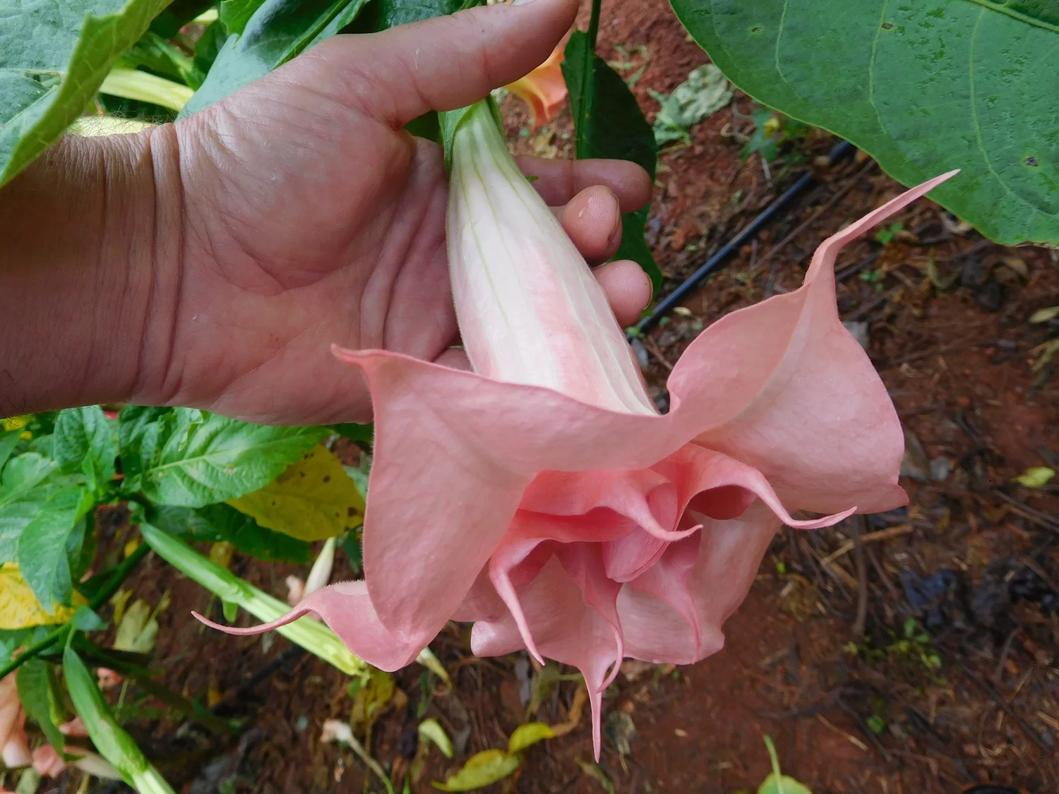 Brisingamen Brugmansia PLANT — Angel Trumpet Nursery LLC